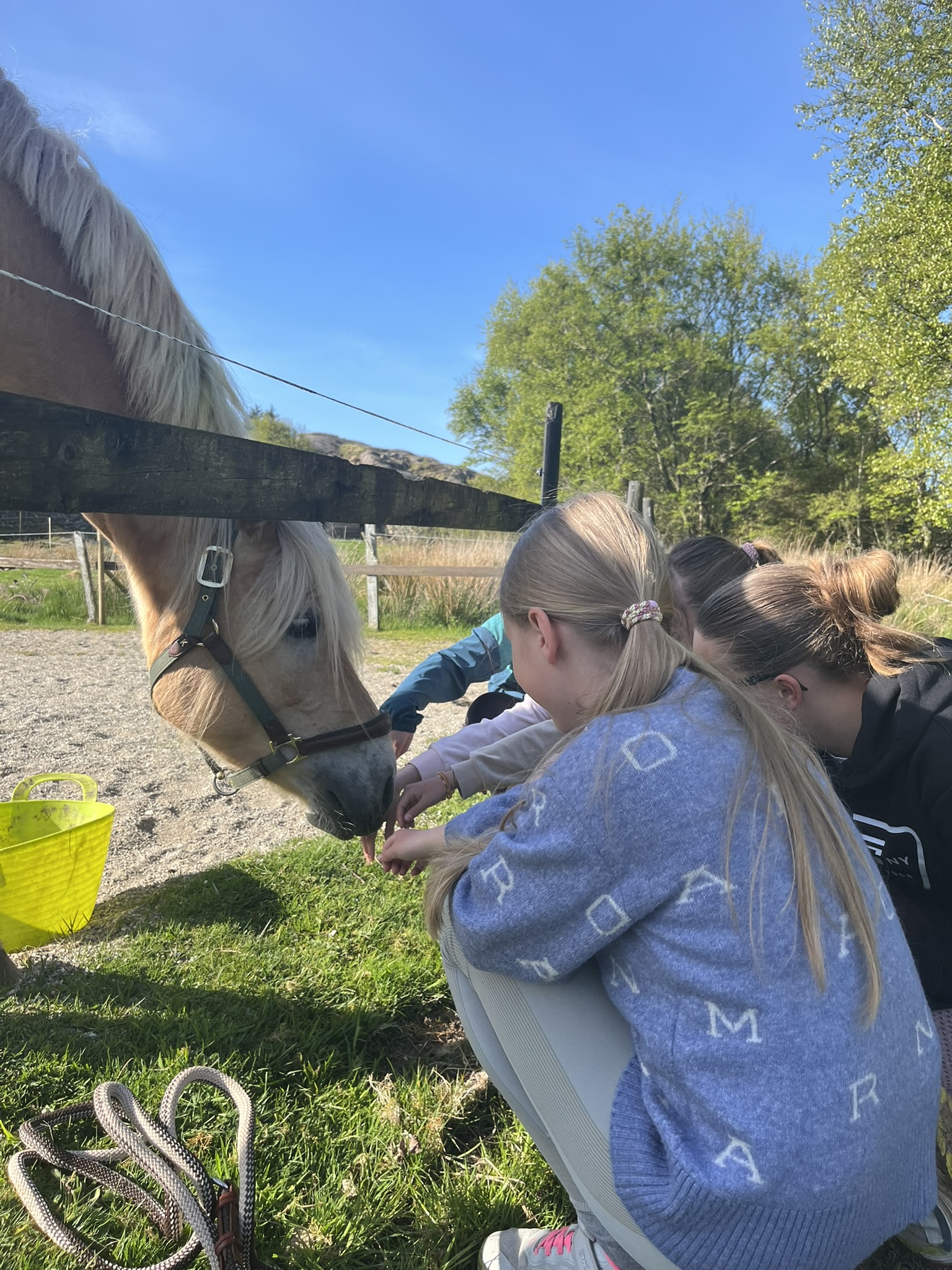 Learners greeting a horse, inviting the horse to voluntarily come over to them. Photo: Marte Maurabakken/Climate Creativity.