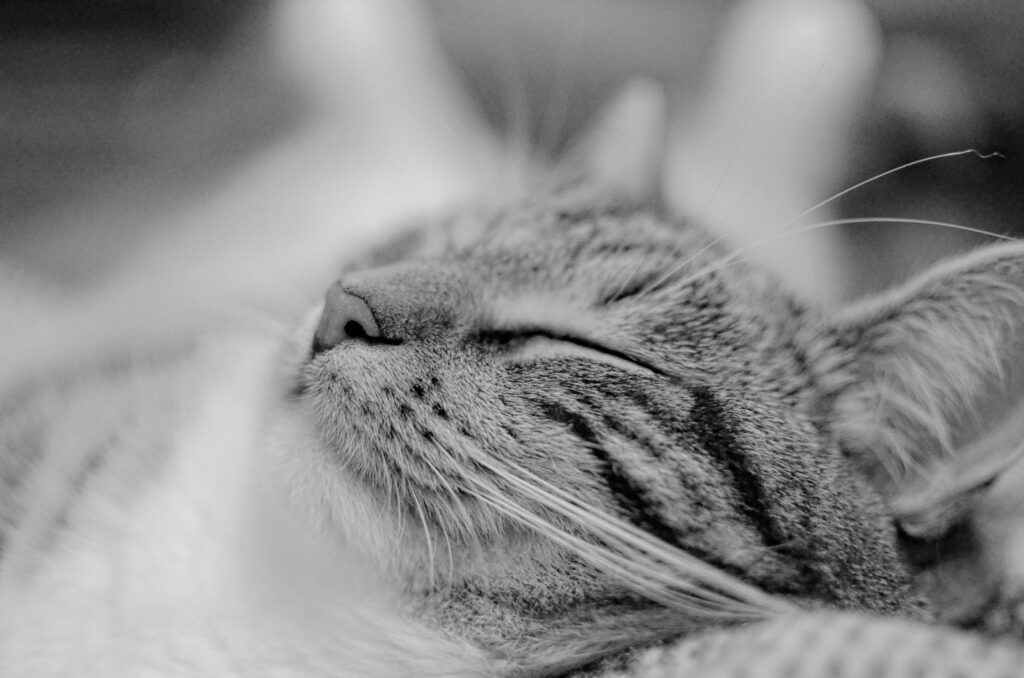 Quick self-regulation techniques for teachers