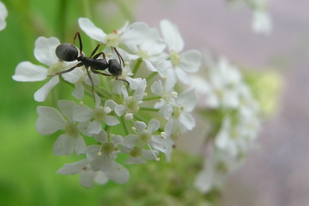 Observe and research animals