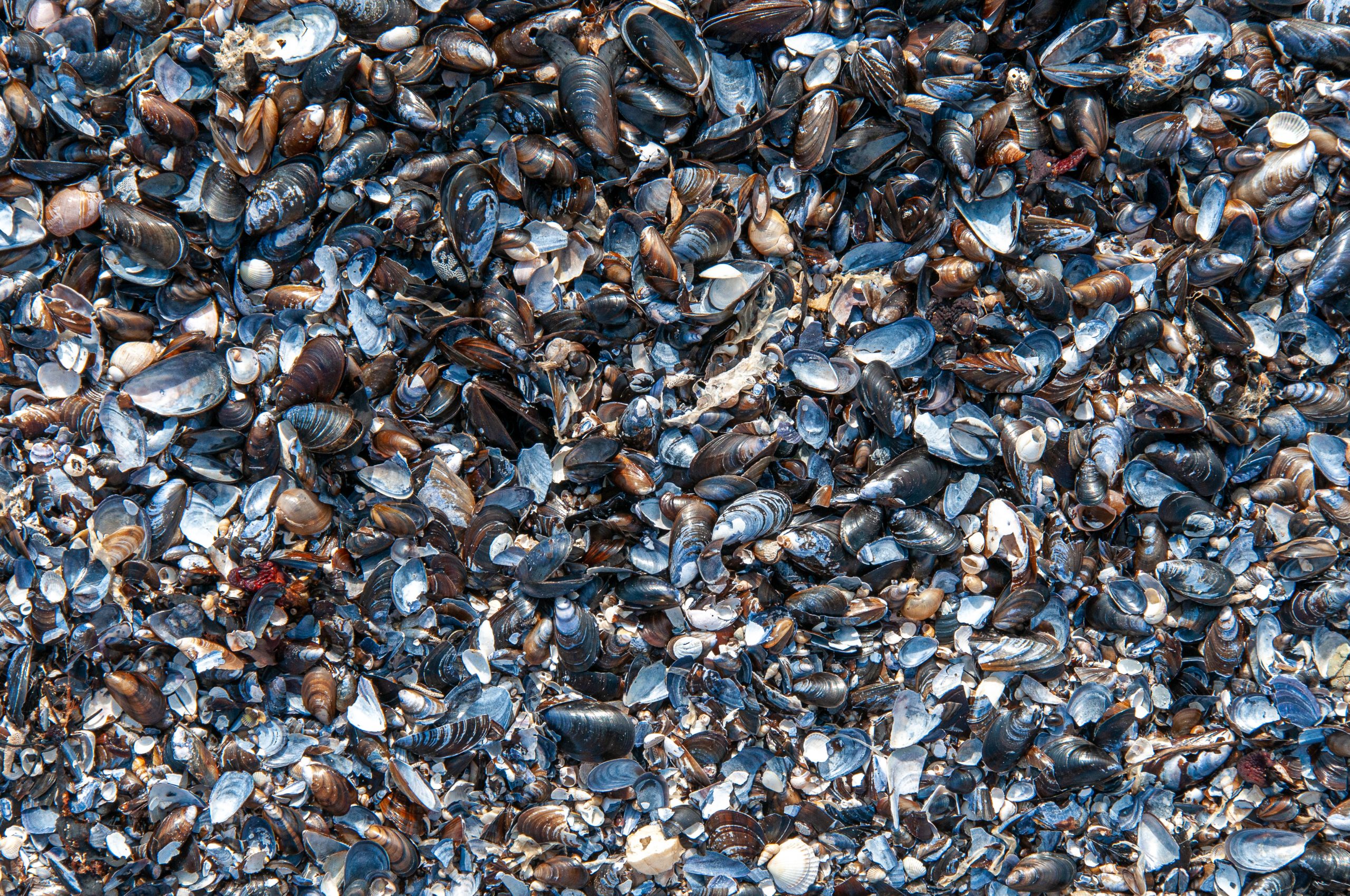 Drafting a guide book or manifesto