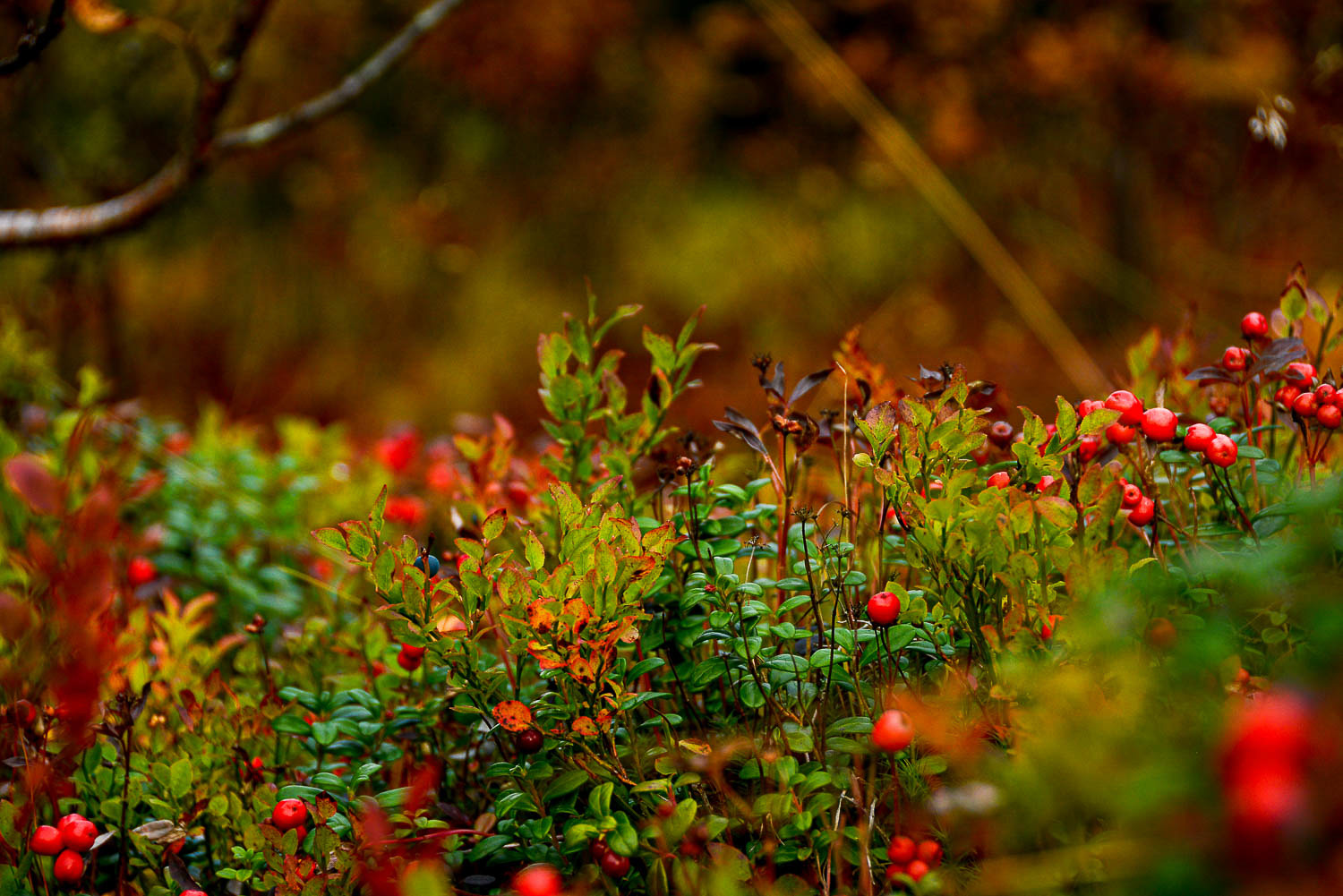 Creating and maintaining a permaculture garden