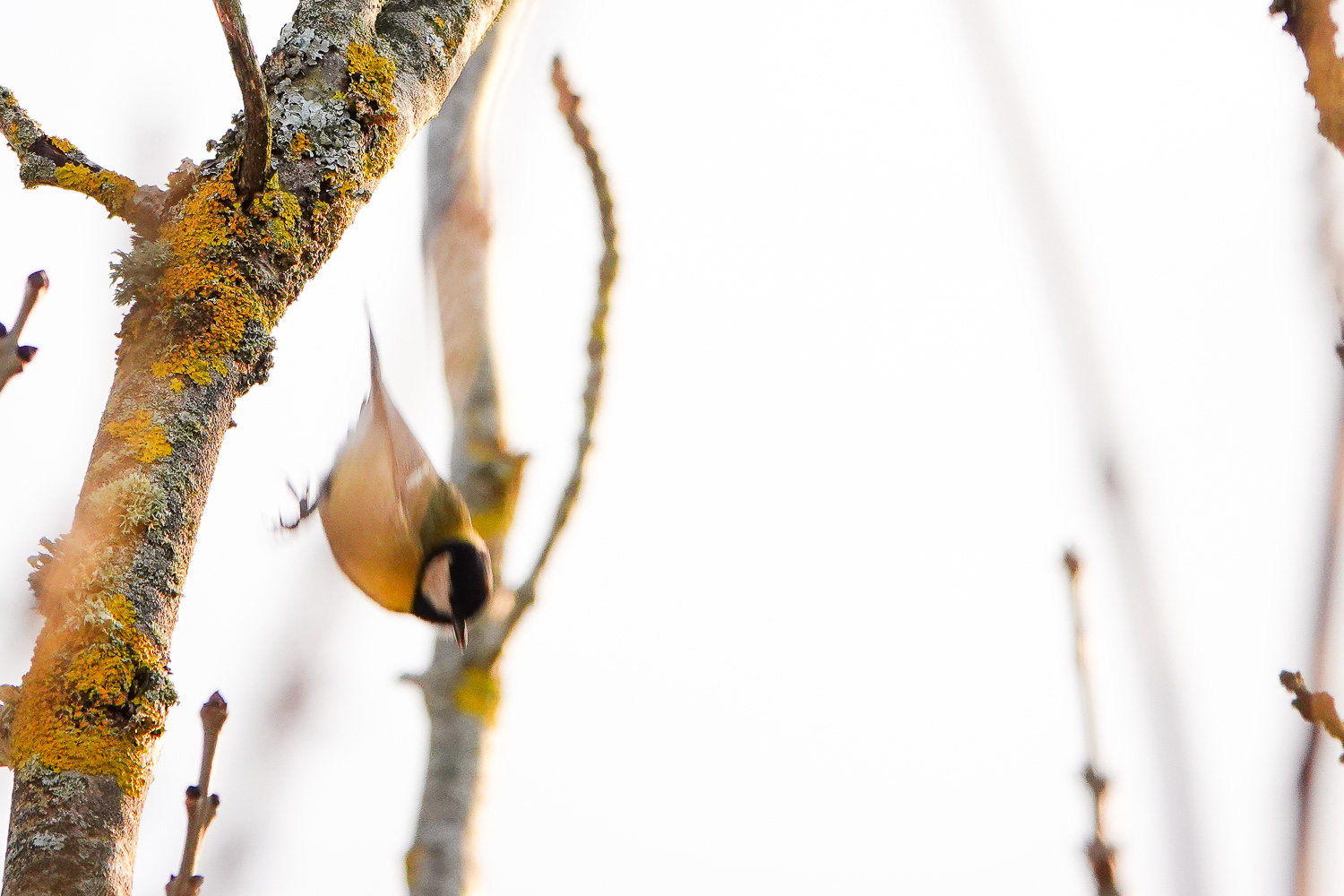 Climate emotions embodiments