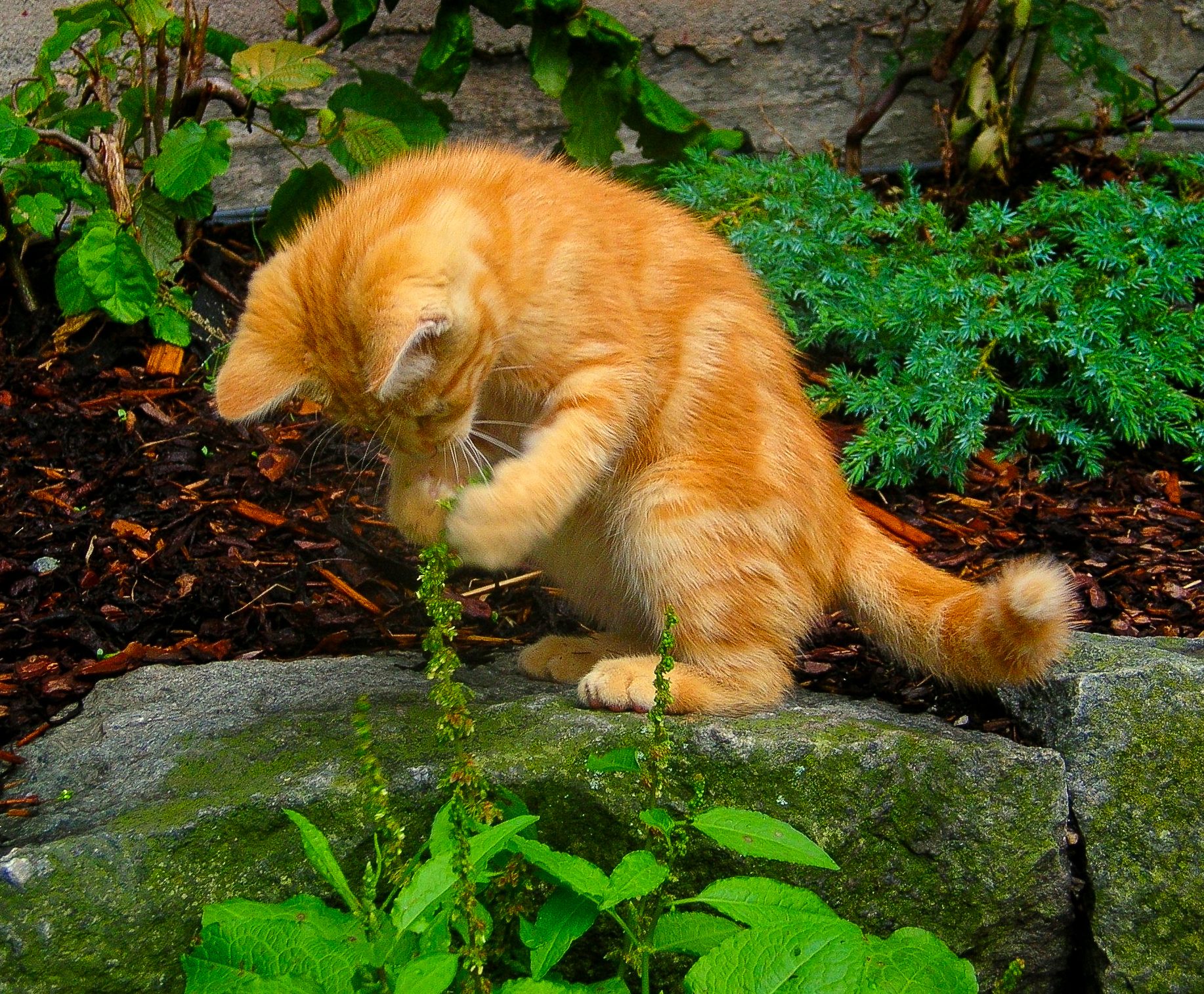 Move and feel like an animal