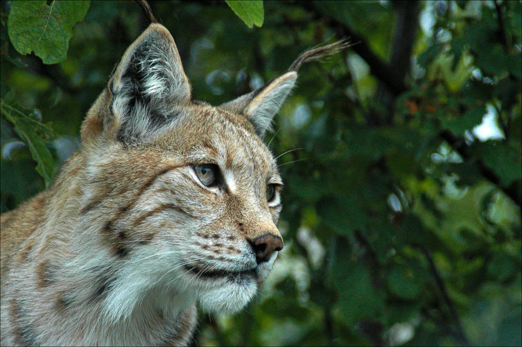 Futures Literacy Labs (FLL)