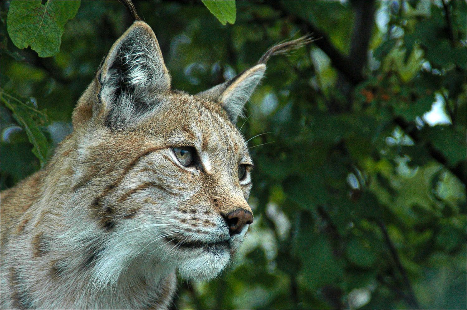 Futures Literacy Labs (FLL)